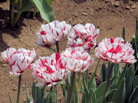 Tulipa cv. Carnival de Nice