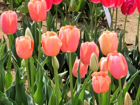 Tulipa cv. Menton