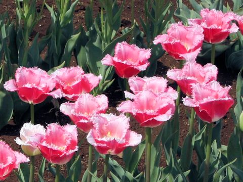 Tulipa cv. Izumi