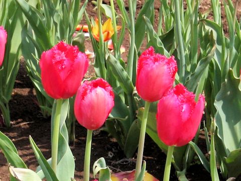 Tulipa cv. Burgundy Lace