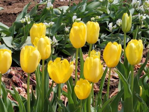 Tulipa cv. Mrs. John T Scheepers