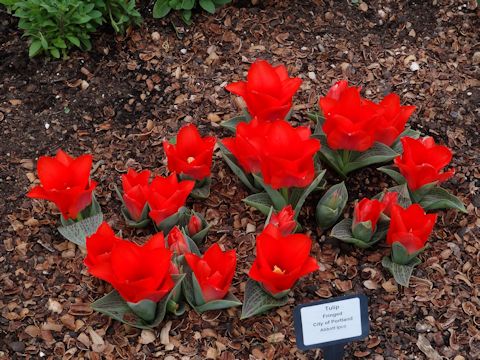 Tulipa cv. City of Portland