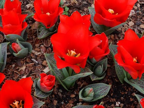 Tulipa cv. City of Portland