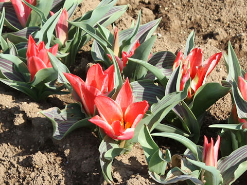 Tulipa cv. Pinocchio
