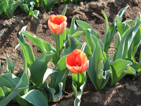 Tulipa cv. Apricot Impression