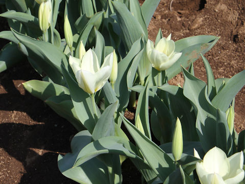 Tulipa cv. Purissima