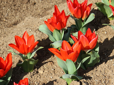 Tulipa cv. Praestans Fusilie