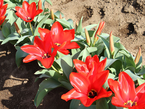 Tulipa cv. Madame Lefeber