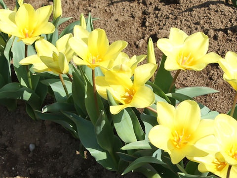 Tulipa cv. Yellow Empress