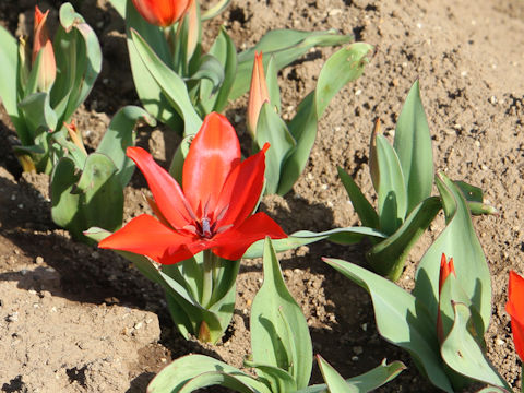 Tulipa cv. Praestans Zwanenburg