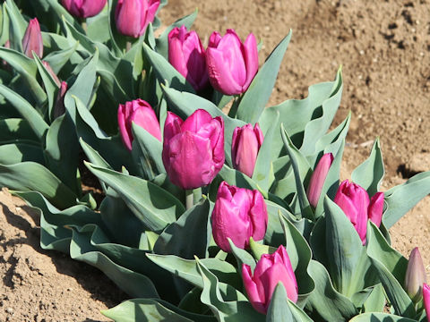 Tulipa cv. Purple Prince