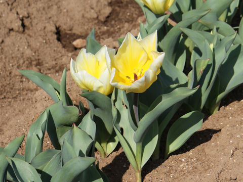 Tulipa cv. Sweet Heart