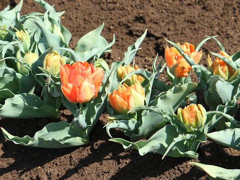 Tulipa cv. Monte Orange