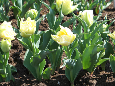Tulipa cv. Verona
