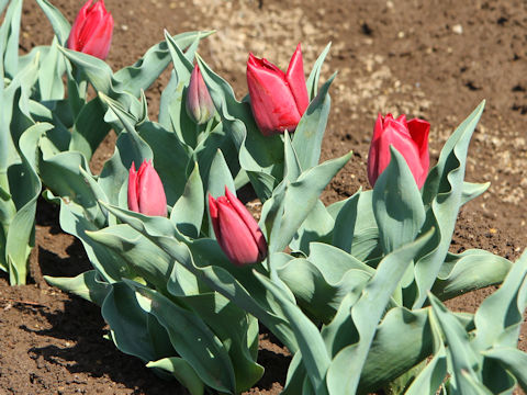 Tulipa cv. Pallada