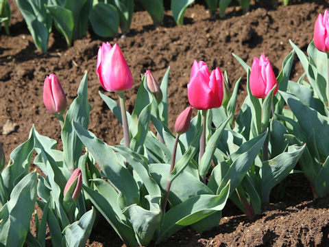 Tulipa cv. Christmas Marvel