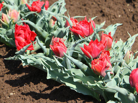 Tulipa cv. Abba