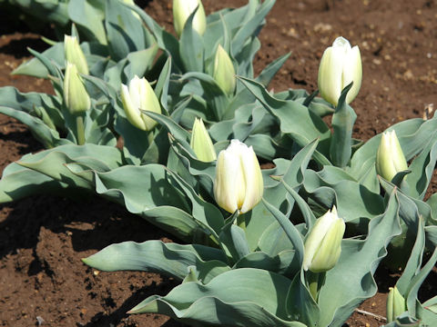 Tulipa cv. Calgary