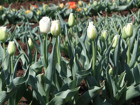 Tulipa cv. Honeymoon