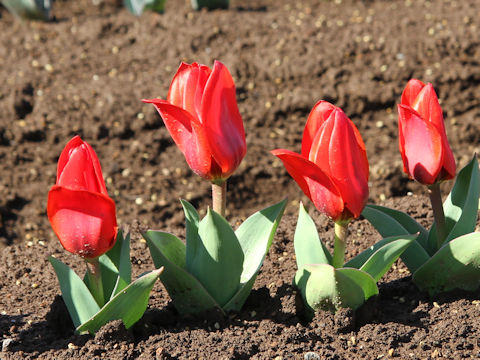 Tulipa cv. Show Winner