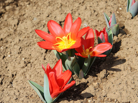 Tulipa cv. Scarlet Baby