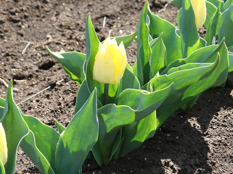 Tulipa cv. Sunny Prince