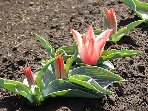 Tulipa cv. Pinocchio