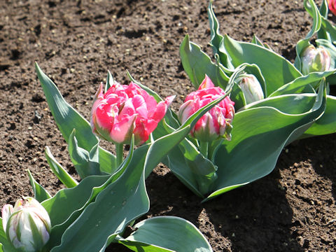 Tulipa cv. Flash Point