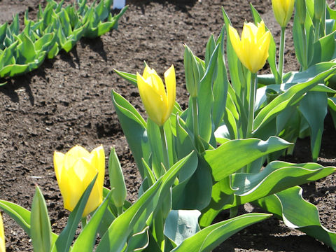 Tulipa cv. Yellow Purissima