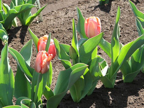Tulipa cv. Apricot Impression