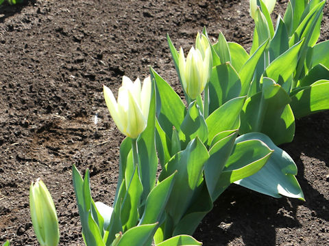 Tulipa cv. Purissima