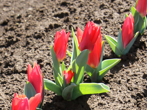 Tulipa cv. Scarlet Baby