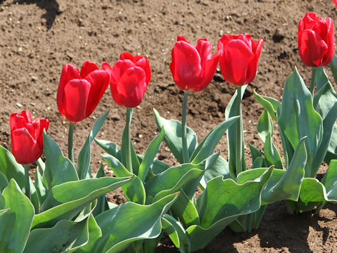 Tulipa cv. Ruby Prince