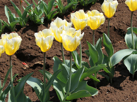 Tulipa cv. Sweet Heart