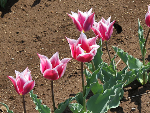 Tulipa cv. Claudia