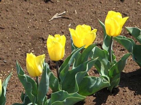 Tulipa cv. Strong Gold