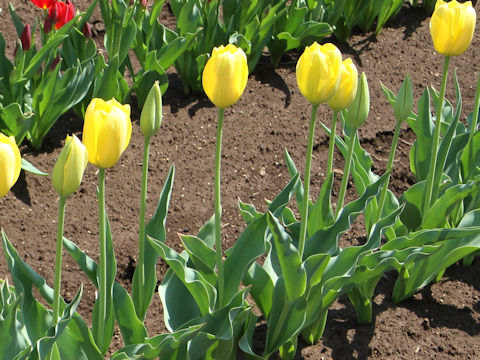 Tulipa cv. Big Smile