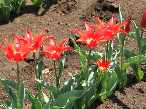 Tulipa cv. Aladdin