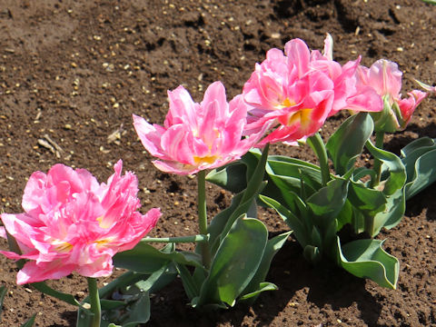 Tulipa cv. Peach Blossom