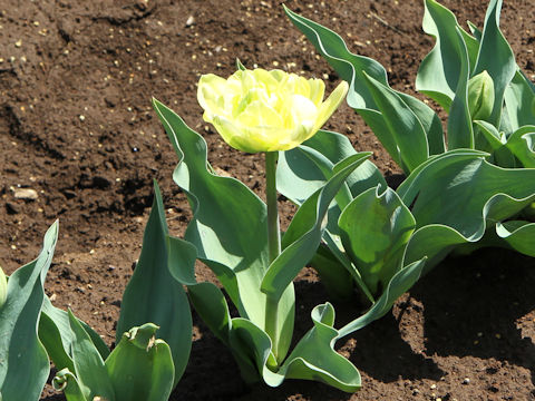 Tulipa cv. Creme Upstar