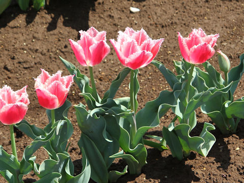 Tulipa cv. Bell Song