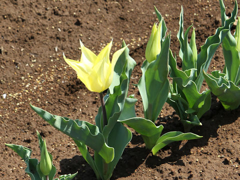 Tulipa cv. Sapporo