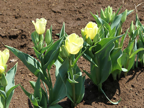 Tulipa cv. Candy Club