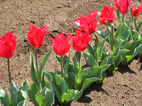 Tulipa cv. Pretty Woman