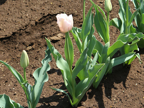 Tulipa cv. Pink Diamond