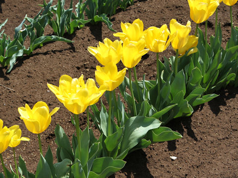 Tulipa cv. Candela