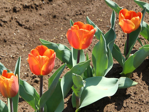 Tulipa cv. Annie Schilder