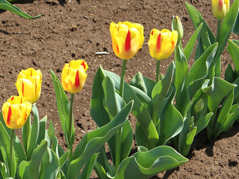 Tulipa cv. Washington