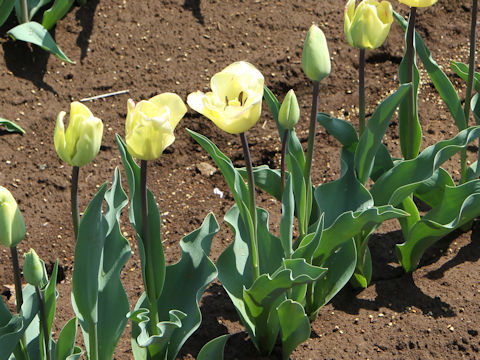 Tulipa cv. Shirley