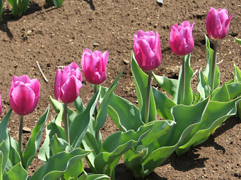 Tulipa cv. Blue Beauty